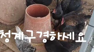 청계를키우고있어요 청계알을 오늘은 많이났어요 기특하고. 자급자족이되네요