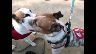 ☆かわいい犬動画集✰  おてんば💦　ジャックラッセルテリアのラン JackRussellTerrier