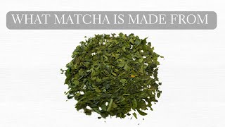 What is Matcha Made From? What is Tencha and Tencha vs Matcha Explained