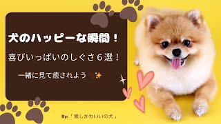 犬のハッピーな瞬間！喜びいっぱいのしぐさ６選！一緒に見て癒されよう 🐾✨