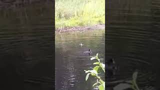 Mother coot  catches a fish and feeds its chick with it ❤️🐥😲😊 #Puyenbroeck #shorts