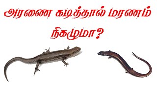 அரணைக்கு விஷம் உள்ளதா ? /Unknown fact of skink