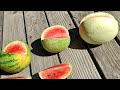 three unusual watermelons citrullus lanatus from germany