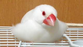 文鳥窩Java Sparrow-也不知道自己去哪買的澎澎裙，一穿上立馬上變身成「草莓大福」～🍓🍓🍓 餓了就請自行享用吧🍙 （飯糰+大福+棉花糖的3合1組合）😋