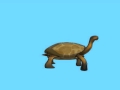 Tortoise