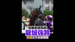 龍城強將唔願影頭馬相 韋達出手老貓燒鬚 #馬超 #沙田馬場 #horse #馬會