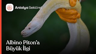 Antalya'da hayvanseverlerin yeni gözdeleri albino piton ve at