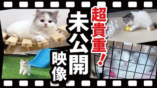 【激レア映像】つくしの小さい頃の未公開映像を公開しちゃいます！【関西弁でしゃべる猫】 【猫アテレコ】