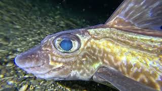 Happy New Dive Year 2025! Scuba diving with rabbitfish (Chimaera monstrosa) on New Year's Eve