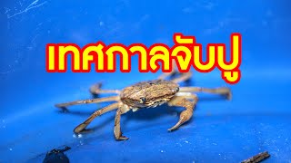 ตราด-จันท์ แห่จับ ปูใบไม้ หรือปูแป้น กลางแม่น้ำเวฬุ