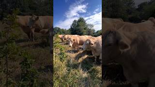 Big pregnant cows love fresh grass! #cows #cow #calves #ranch #grazing #regenerativeag #grazing #moo