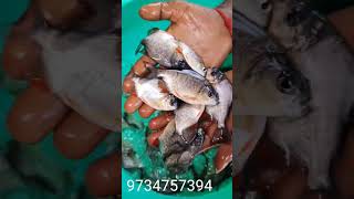 Rupchand Machli ka bachha, #fish @#fish #rupchanda #Rupchanadakabachha Home delivery