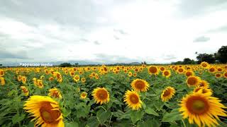 Surandai Tenkasi  Tamilnadu Sunflower