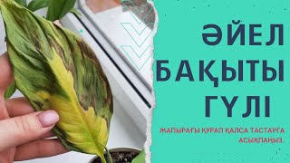 Әйел бақыты гүлінің жапырағы қураса не істейміз?Қалай аман алып қаламыз?Женское счастье.