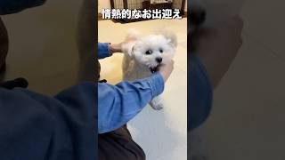 情熱的にパパをお迎えしてくれる犬