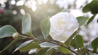 Camelia, flor de Galicia