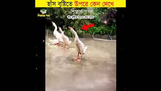 হাঁস বৃষ্টিতে উপরে কেন দেখে || শিক্ষার পথ