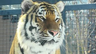 【アムールトラ】お肉を食べ終わったトート　円山動物園