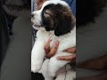 st.bernard saint bernard sunday_market collection broadwaypetmarket chennaipetmarket