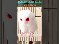 రెడ్ ఐస్ తో అరుదైన మాజికల్ వైట్ గుడ్లగూబ albino screech owl telugu now