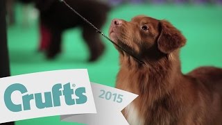 Exclusive Access with the Gundog Group Finalists | Crufts 2015