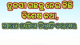 #କେଉଁ_ମନ୍ତ୍ର_ପଢି_ତୁଳସୀ_ତୋଳିବେ_ତୁଳସୀ_ପତ୍ର_ତୋଳାବାର_ବିଧି #କଳା_ତୁଳସୀ_ଠାକୁରଙ୍କୁ_ଲାଗି_ହୁଏ_କି Tulasi Mantra