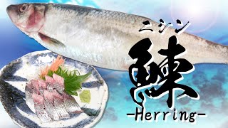 【ニシンの食べ方】しめ鯖より美味い？ 青魚が苦手な人にオススメの「しめニシン」#shorts