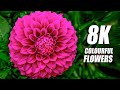 Colourful Flowers Collection in 8K VIDEO ULTRA HD 60FPS