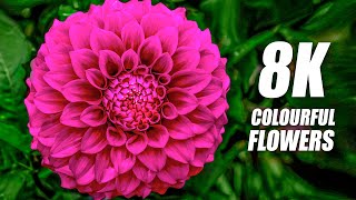 Colourful Flowers Collection in 8K VIDEO ULTRA HD 60FPS
