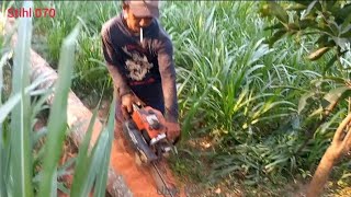 Sukses.......Potong dan belah pohon kelapa tua bolong,Stihl 070 mesin sejuta umat