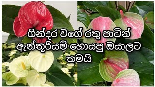 No:223 ගිනි රතු ඇල්මා බුෂ් එකක් එක්ක පැකේජයක්