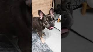 狗狗不喜欢这个声音。。。吗。？ Dog apparently don't like this sound...really? #Shorts #funnyreaction #puppy #love