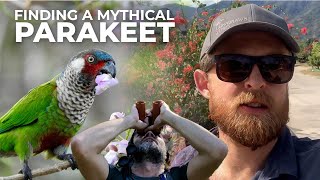 In Search of the Perijá Parakeet | Cheep!