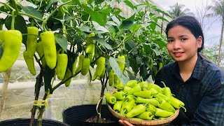 🌶ម្ទេសដាំក្នុងផេីងពិតជាបានផលល្អពិតមែន