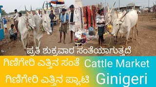 ಗಿಣಿಗೇರಿ ಎತ್ತುಗಳ ಸಂತೆ ಗಿಣಿಗೇರಿ ಎತ್ತಿನ ಪ್ಯಾಟಿ Ginigeri Cattle Market in Karnataka #bullsmarket