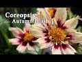 Coreopsis Autumn Blush