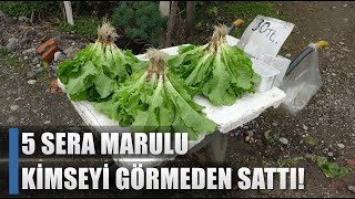 5 Sera Marulu Kimseyi Görmeden Sattı! / AGRO TV HABER