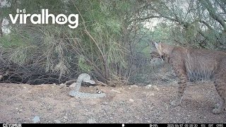 Bobcat Confronts a Diamondback Rattlesnake || ViralHog