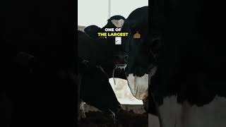 HUGE Dairy Farm in Minnesota!?