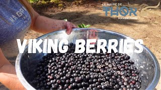 Harvesting Viking Aronia Berries | No Talking, Just Music