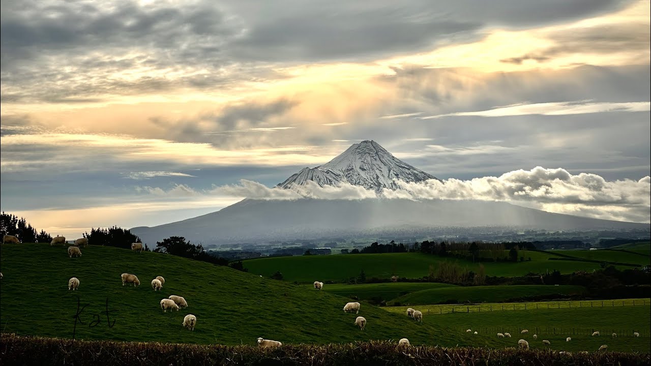 New Zealand Dairy Farm - YouTube