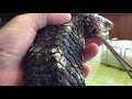 Removing ticks from a Bobtail Skink