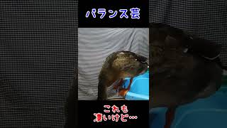 バランス芸【アヒカモ】/Duck balancing tricks　#shorts