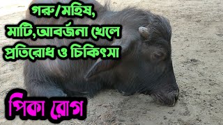 গরু,মহিষ,মাটি খেলে কি চিকিৎসা | কি করতে হবে | Pika | Animal Health carekb