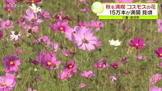 色鮮やかなコスモスの花が満開　田んぼに15万本が咲き広がる　三重・御浜町