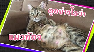 ดูอย่างไรว่า...แมวท้อง :Cat mother |Cat story |