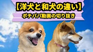 噛む犬・犬の問題行動改善に於いて 。｢洋犬はコマンド・〇〇〇〇｣｢和犬は〇〇〇〇｣が大事‼️