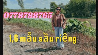 Bán 1,6 mẫu sầu riêng R6 &Thái ,gò dầu Tây Ninh cặp con suối View đẹp :giá 5,5 tỷ📞0778788765