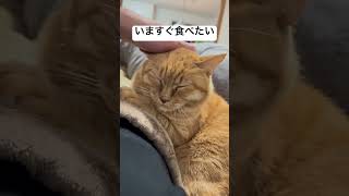 実家帰ったら愛猫が覚えててくれた😭　#おすすめ #ねこ #ねこのいる生活 #ねこ動画 #おもしろ