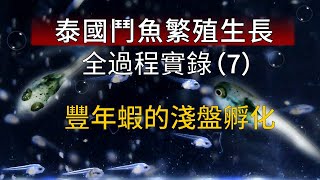 鬥魚繁殖成長全記錄(7) 超簡單淺盤孵化豐年蝦 不用電不打氧 DIY豐年蝦孵化器 沒有培養草履蟲直接豐年蝦開口 betta fish breeding